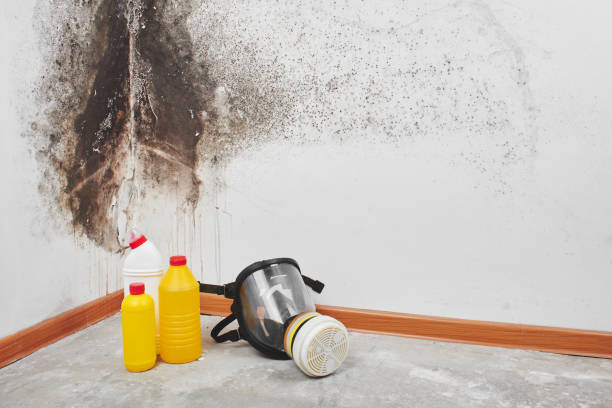 Best Mold Remediation  in North Conway, NH