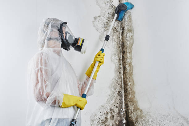 Best Commercial Mold Removal  in North Conway, NH