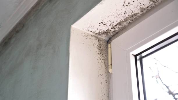 Best Black Mold Removal  in North Conway, NH