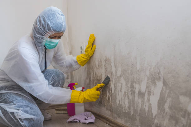 Certified Mold Removal in North Conway, NH