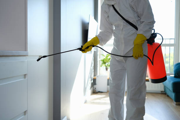 Office Mold Removal Services in North Conway, NH