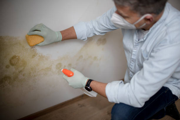 Best Mold Remediation Experts  in North Conway, NH