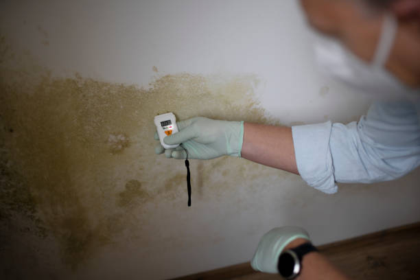 Best Attic Mold Removal  in North Conway, NH