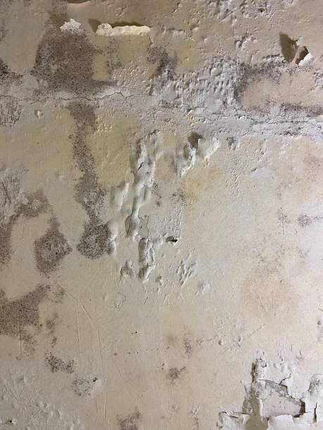 Best Crawl Space Mold Removal  in North Conway, NH