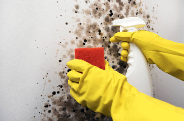 Best Professional Mold Removal  in North Conway, NH