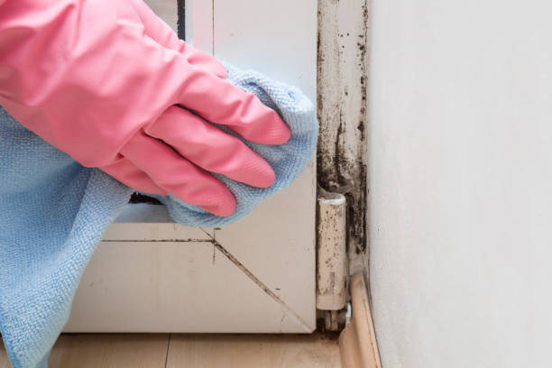 Best Fast Mold Removal  in North Conway, NH