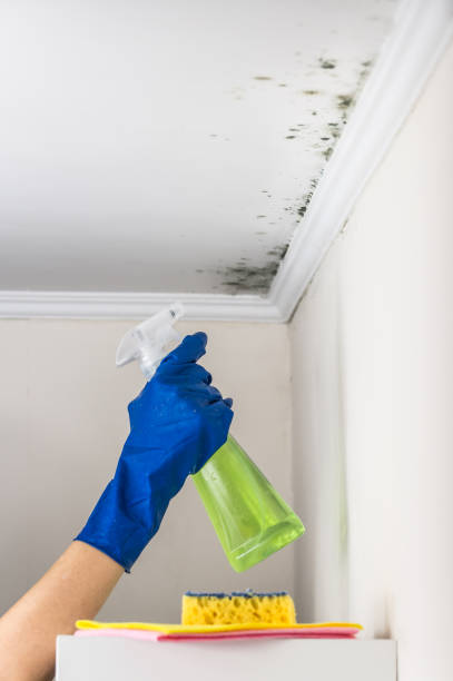 Best Emergency Mold Removal  in North Conway, NH